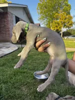 Roux (light green collar), a female Weimaraner for sale in Boerne, TX – Photo 2 of 2