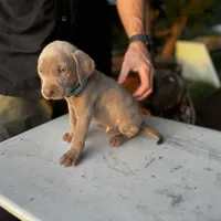 Patton (light blue collar), a male Weimaraner for sale in Boerne, TX – Photo 1 of 2