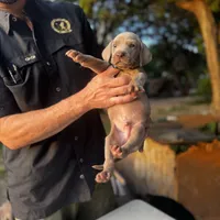 Patton (light blue collar), a male Weimaraner for sale in Boerne, TX – Photo 2 of 2