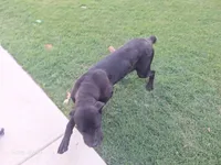 Miracle, a female Cane Corso for sale in Aubrey, TX – 1 of 1