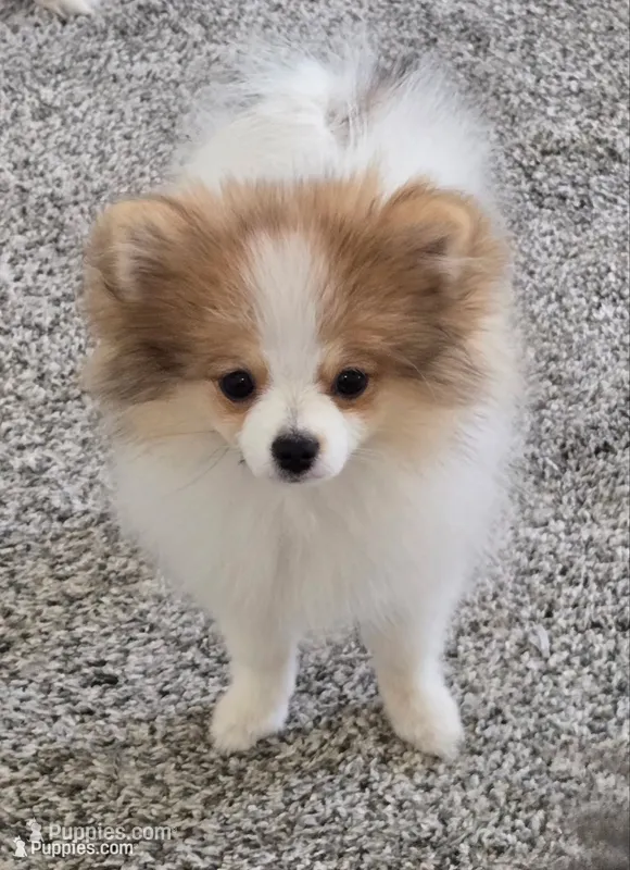 Chloe - Just reduced – Pomeranian puppy for sale in Menifee, CA