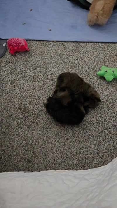 Kiko, a male Pomeranian for sale in Menifee, CA – 9 of 9