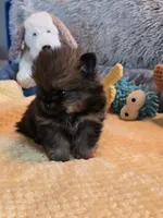 Kiko, a male Pomeranian for sale in Menifee, CA – 2 of 9