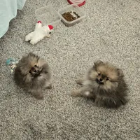 Teddy, a male Pomeranian for sale in Menifee, CA – Photo 2 of 3