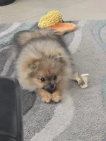 Teddy, a male Pomeranian for sale in Menifee, CA – 3 of 7