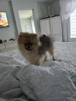 Teddy, a male Pomeranian for sale in Menifee, CA – Photo 3 of 3