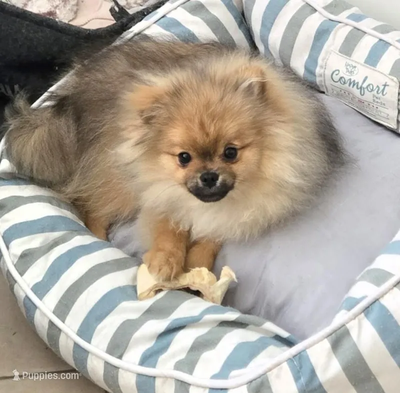 Teddy – Pomeranian puppy for sale in Menifee, CA