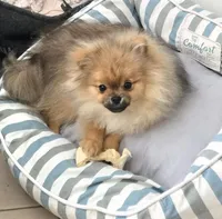 Teddy, a male Pomeranian for sale in Menifee, CA – 1 of 7