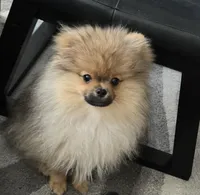 Teddy, a male Pomeranian for sale in Menifee, CA – 4 of 7