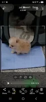 Cooper, a male Pomeranian for sale in Menifee, CA – 3 of 4