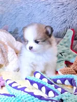 Chloe - Just reduced, a female Pomeranian for sale in Menifee, CA – 2 of 5