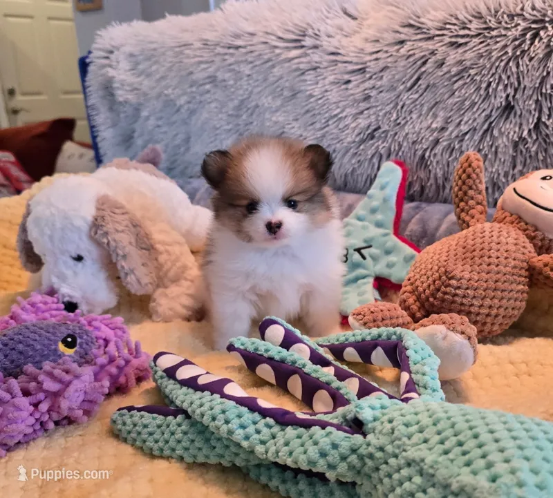 Chloe – Pomeranian puppy for sale in Menifee, CA