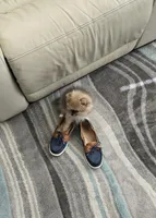 Sophie, a female Pomeranian for sale in Menifee, CA – Photo 2 of 4