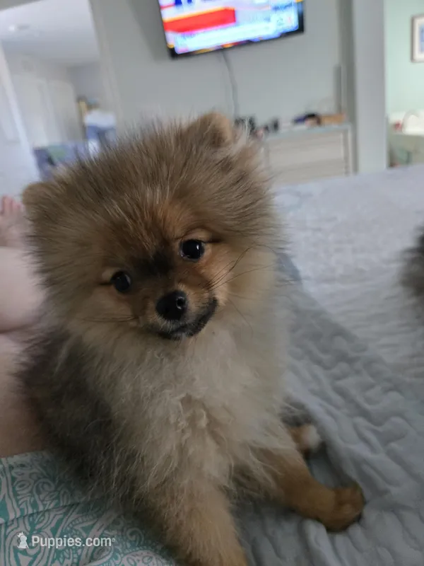 Sophie – Pomeranian puppy for sale in Menifee, CA