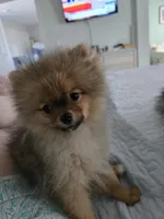 Sophie, a female Pomeranian for sale in Menifee, CA – Photo 1 of 4