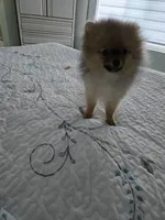 Sophie, a female Pomeranian for sale in Menifee, CA – Photo 4 of 4