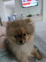 Sophie, a female Pomeranian for sale in Menifee, CA – Photo 3 of 4