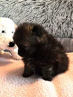 Gigi, a female Pomeranian for sale in Menifee, CA – 3 of 8