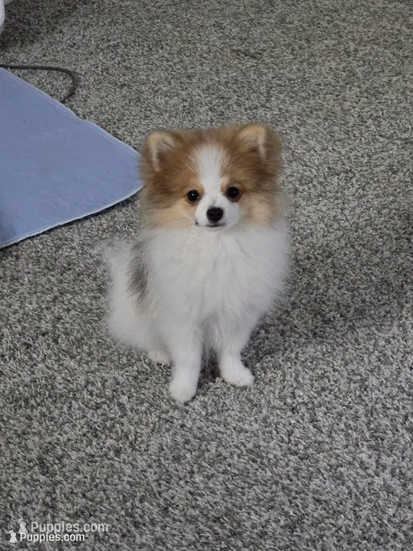 Chloe - Just reduced – Pomeranian puppy for sale in Menifee, CA