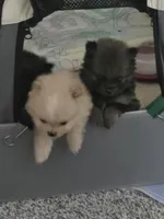 Cooper, a male Pomeranian for sale in Menifee, CA – 4 of 4