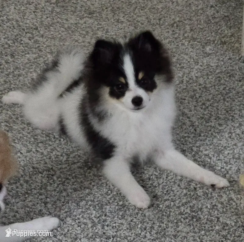 Mitzi - Just reduced – Pomeranian puppy for sale in Menifee, CA