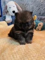Kiko, a male Pomeranian for sale in Menifee, CA – 1 of 9