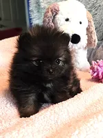 Gigi, a female Pomeranian for sale in Menifee, CA – 5 of 8