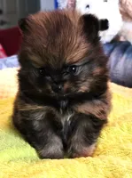 Kiko, a male Pomeranian for sale in Menifee, CA – 4 of 9
