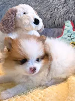 Angel, a female Pomeranian for sale in Menifee, CA – 2 of 6
