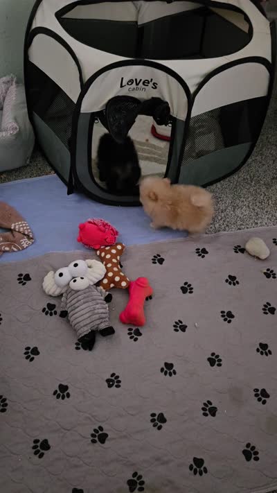 Cooper - Micro Tiny, a male Pomeranian for sale in Menifee, CA – 9 of 9