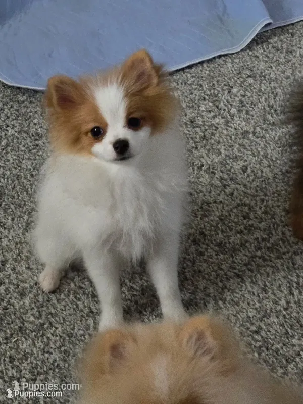 Angel - Just reduced – Pomeranian puppy for sale in Menifee, CA