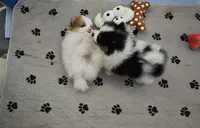 Mimi, a female Pomeranian for sale in Menifee, CA – 5 of 5