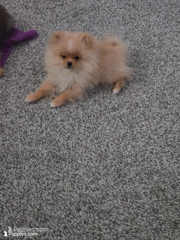 Cooper - TINY - JUST REDUCED!!! – Pomeranian puppy for sale in Menifee, CA