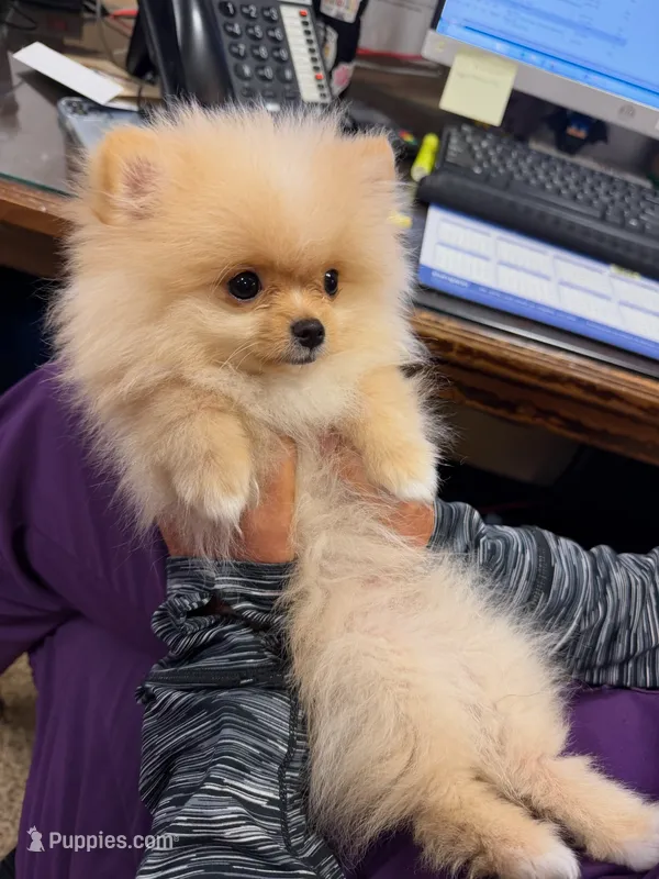 Cooper - TINY - JUST REDUCED!!! – Pomeranian puppy for sale in Menifee, CA