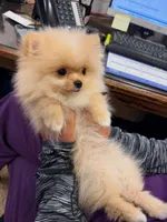 Cooper - TINY - JUST REDUCED!!!, a male Pomeranian for sale in Menifee, CA – 1 of 10