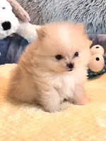 Cooper - Micro Tiny, a male Pomeranian for sale in Menifee, CA – 3 of 9