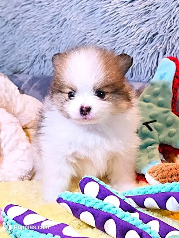 Chloe - Just reduced, a female Pomeranian for sale in Menifee, CA – 5 of 5