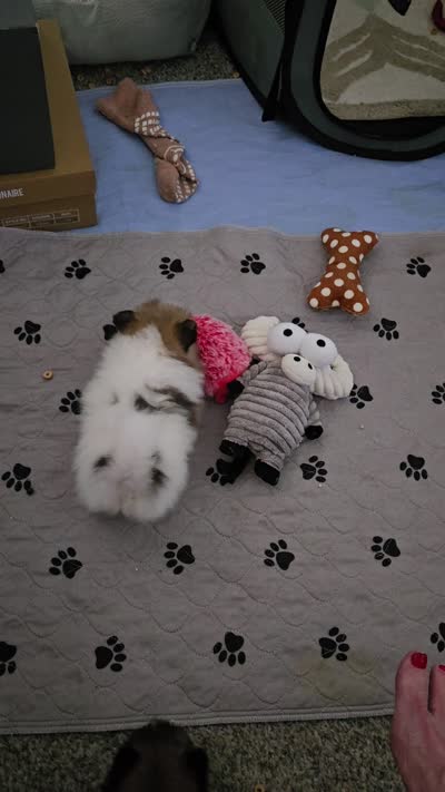Angel, a female Pomeranian for sale in Menifee, CA – 6 of 6