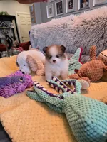Chloe, a female Pomeranian for sale in Menifee, CA – 3 of 5