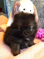 Gigi, a female Pomeranian for sale in Menifee, CA – 6 of 8