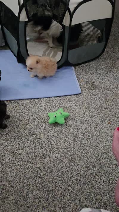 Cooper - Micro Tiny, a male Pomeranian for sale in Menifee, CA – 8 of 9