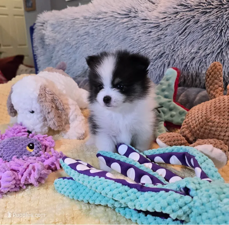 Mitzi – Pomeranian puppy for sale in Menifee, CA