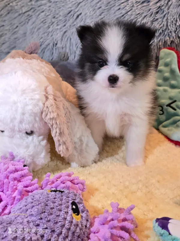 Mimi – Pomeranian puppy for sale in Menifee, CA