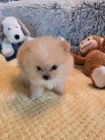 Cooper - Micro Tiny, a male Pomeranian for sale in Menifee, CA – 6 of 9