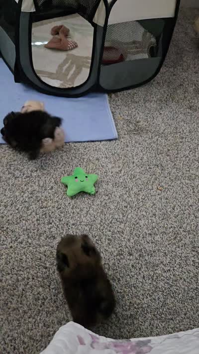 Kiko, a male Pomeranian for sale in Menifee, CA – 8 of 9