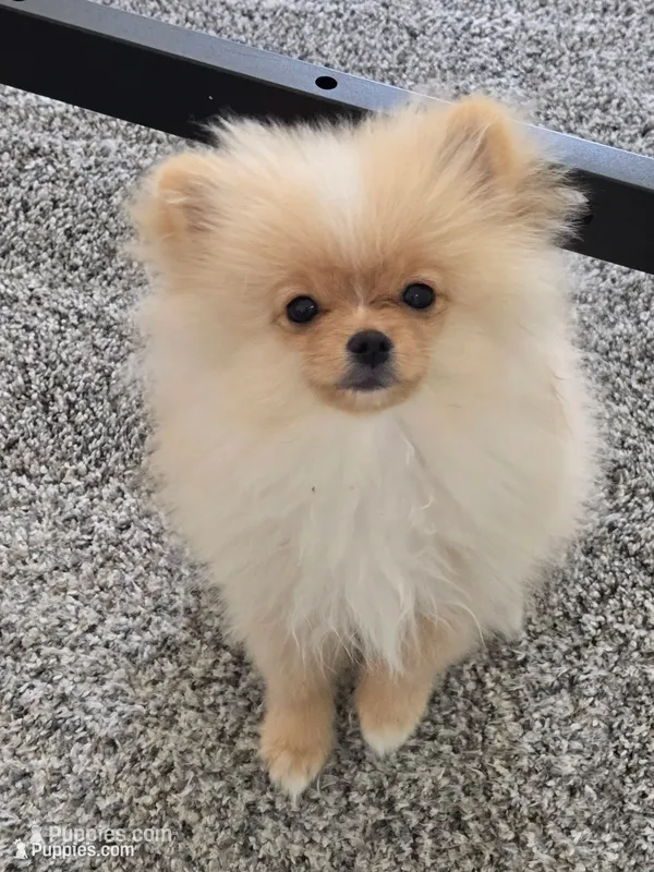 Cooper - TINY - JUST REDUCED!!! – Pomeranian puppy for sale in Menifee, CA