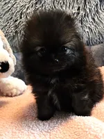 Gigi, a female Pomeranian for sale in Menifee, CA – 8 of 8