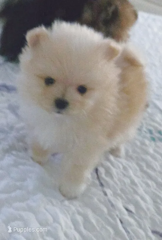 Cooper – Pomeranian puppy for sale in Menifee, CA