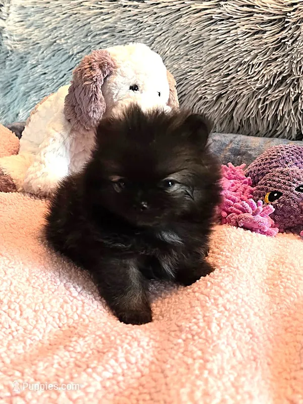 Gigi – Pomeranian puppy for sale in Menifee, CA
