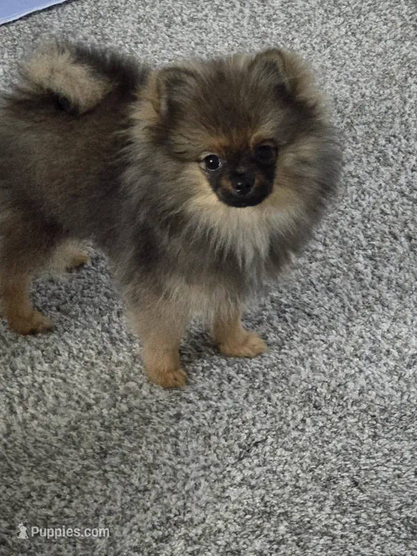 Buster - Just reduced! – Pomeranian puppy for sale in Menifee, CA